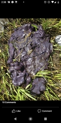 Eudistoma hepaticum