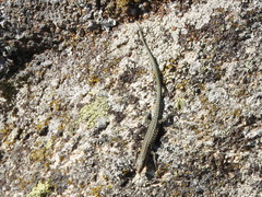 Podarcis guadarramae guadarramae