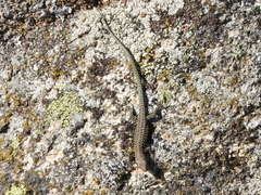 Podarcis guadarramae guadarramae