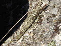 Podarcis guadarramae guadarramae
