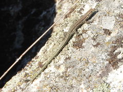 Podarcis guadarramae guadarramae
