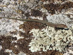 Podarcis guadarramae guadarramae