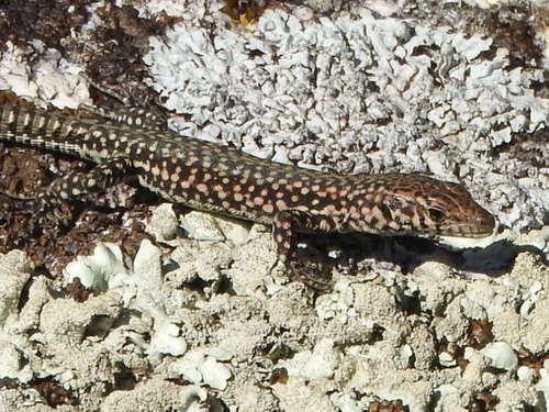 Guadarrama Wall Lizard