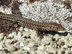 Podarcis guadarramae guadarramae