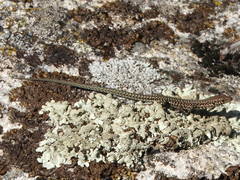 Podarcis guadarramae guadarramae