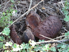 Prosopanche americana