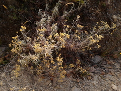 Achyrocline saturejoides