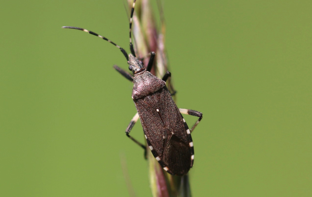 Spurgebugs