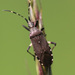 Portland Spurgebug - Photo (c) Thorsten Usée, some rights reserved (CC BY-NC), uploaded by Thorsten Usée
