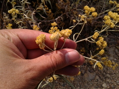 Achyrocline saturejoides