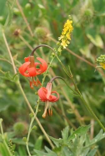 Lilium callosum iNat (1)