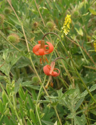 Lilium callosum, photograph 2