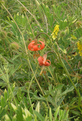 Lilium callosum, photograph 3