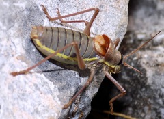 Ephippiger ephippiger