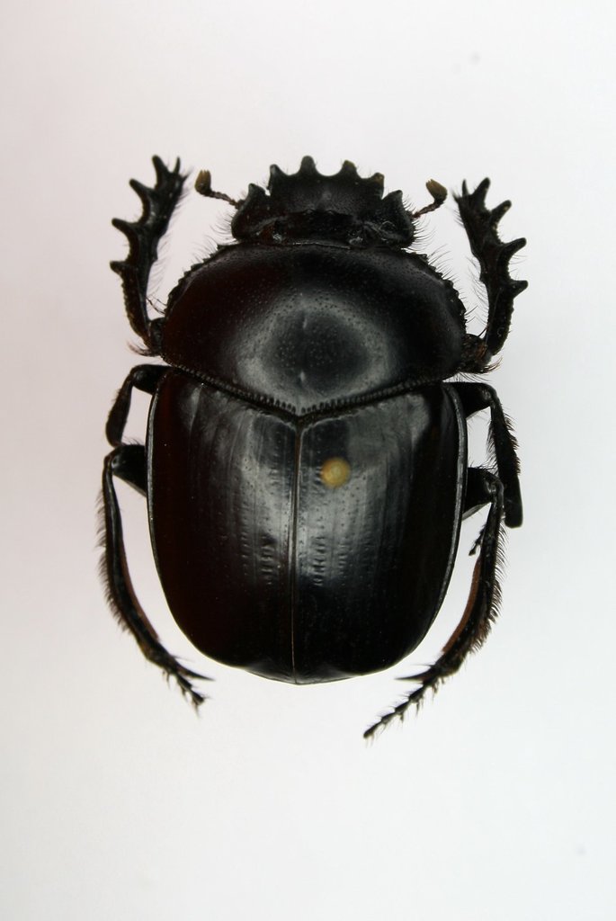 Scarabaeus zagrosensis