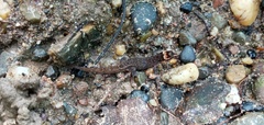 Lepidoblepharis sanctaemartae