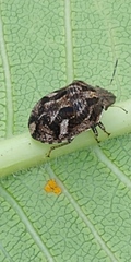 Sphyrocoris obliquus