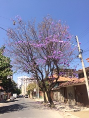 Jacaranda mimosifolia