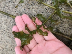 Potamogeton richardsonii