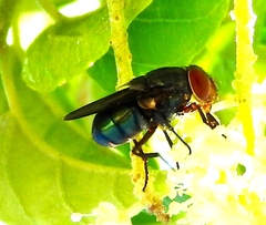 Chloroprocta idioidea