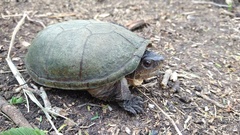 Kinosternon herrerai