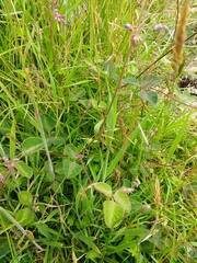 Desmodium molliculum