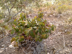 Palicourea angustifolia
