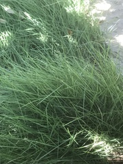 Nassella leucotricha