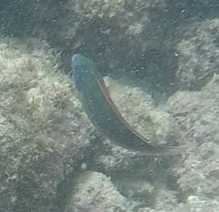 Stethojulis balteata