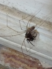 Pholcus phalangioides