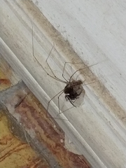 Pholcus phalangioides