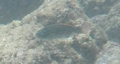 Stethojulis balteata