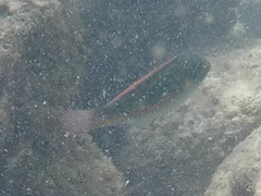 Stethojulis balteata