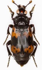 Nicrophorus nepalensis
