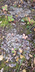 Peltigeraceae