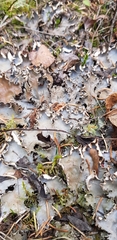 Peltigeraceae