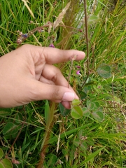 Desmodium molliculum