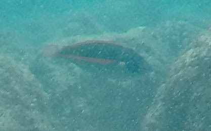 Belted Wrasse