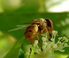 Copestylum sexmaculatum