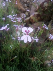 Pelargonium laevigatum laevigatum