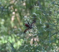Trichopoda lanipes