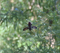 Trichopoda lanipes