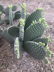 Opuntia microdasys