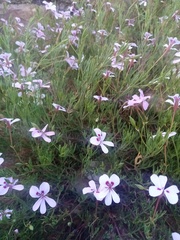 Pelargonium laevigatum laevigatum