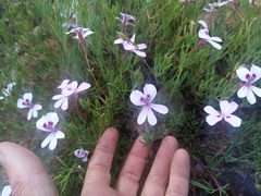 Pelargonium laevigatum laevigatum