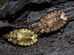 Aradus depressus