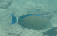 Acanthurus blochii