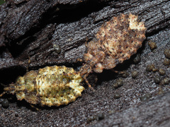 Aradus depressus