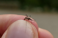 Anopheles plumbeus