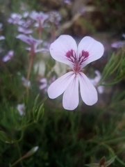Pelargonium laevigatum laevigatum